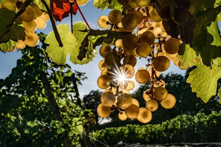 Reifge Rieslingtrauben in einem Weinberg im Rheingau.