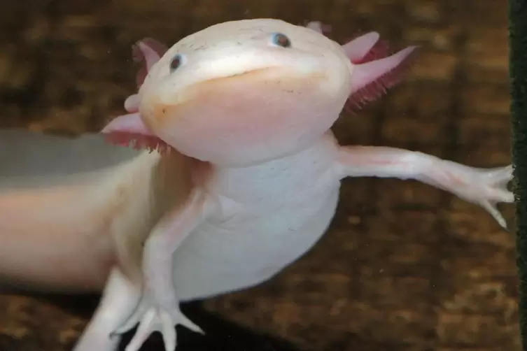 Ein ausgewachsene Axolotl kann bis zu 25 Zentimeter gro&szlig; werden. 