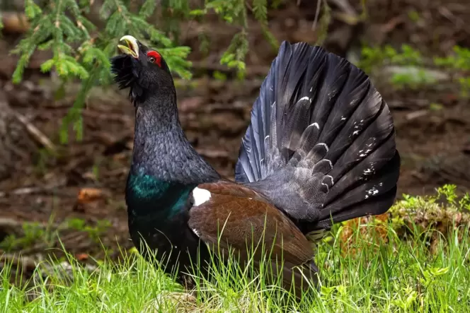 Mit dem Auerhahn hat der Pfälzerwald ein prächtiges Federvieh verloren. Mit dem Auerhahn hat der Pfälzerwald ein prächtiges Federvieh verloren.