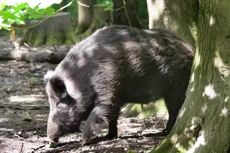 Bei Wildschweinen f&uuml;hrt die Infektion zu Fieber, Schw&auml;che, Fressunlust, Bewegungsst&ouml;rungen und Atemproblemen.