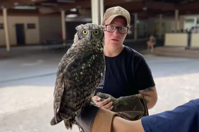 Falknerin Courtney Iwersen mit Fleckchen, einem afrikanischen Uhu.