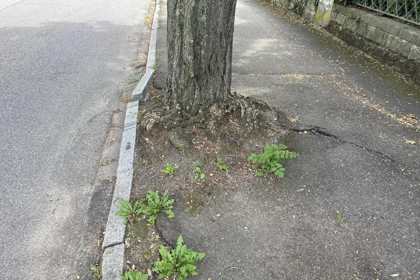 Die Straße An der Bleiche muss saniert werden. Dann müssen auch die Wurzelschäden beseitigt werden.
