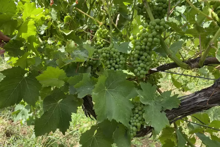 So pr&auml;sentierte sich der G&auml;nsf&uuml;&szlig;er Mitte Juli, die Bl&auml;tter sind gut erkennbar.