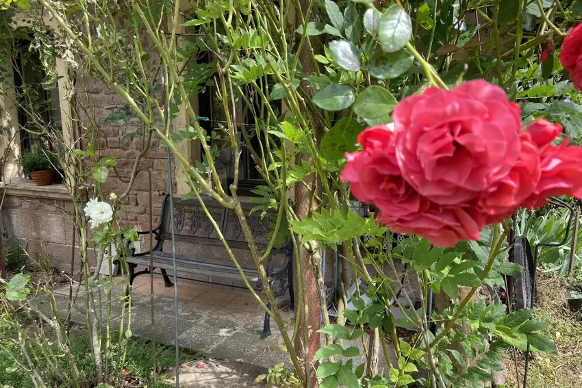 Die Rosen, die rund um das Gemäuer ranken, sind die Namensgeberinnen der Ferienwohnung.