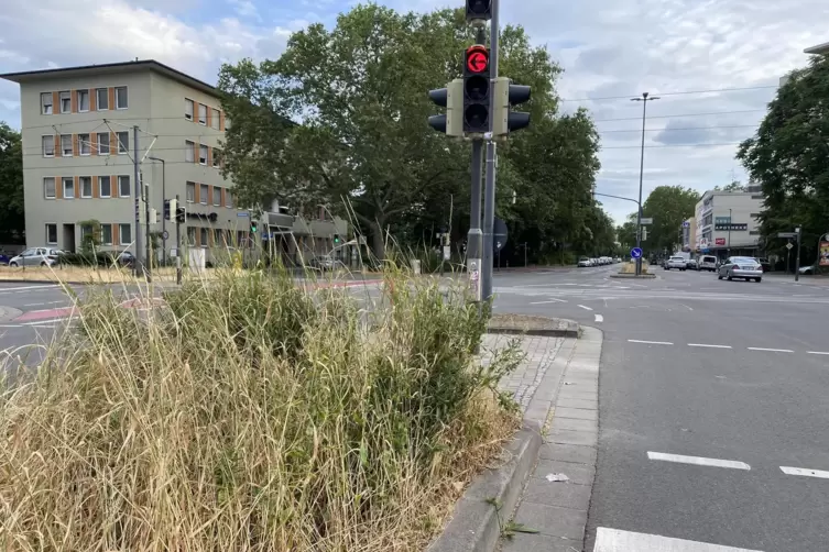 Wie im vergangenen Jahr gibt es an vielen Stellen der Stadt Wildwuchs.