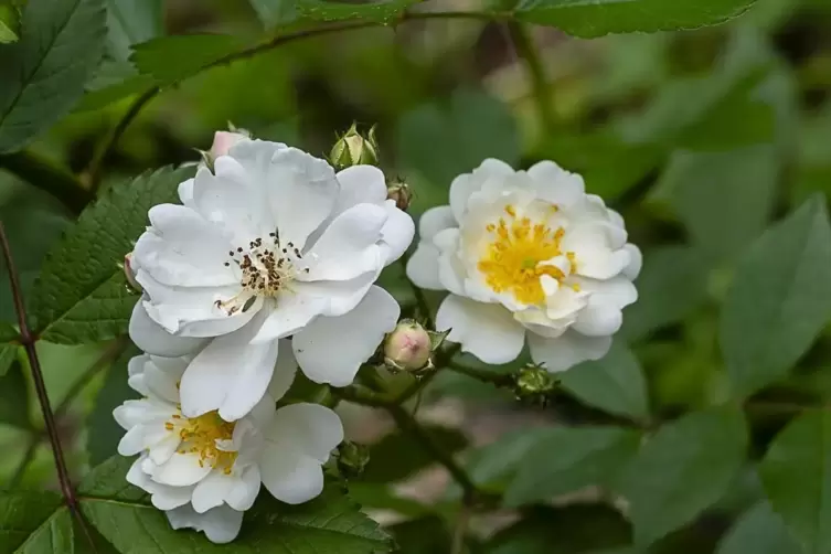 Kleine, rahmweiße Blüten, die einen süßen Duft verströmen: Die Guirlande d’Amour punktet mit Aussehen und Gesundheit. 