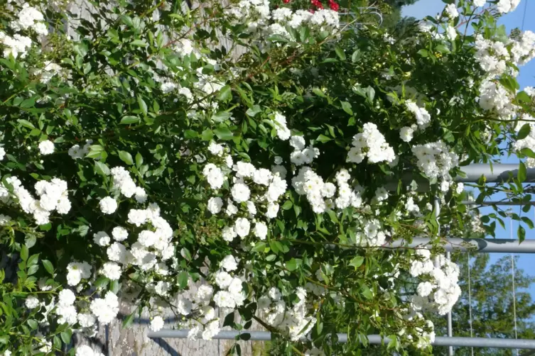 Die Rose ist unter anderem geeignet f&uuml;r Rosenb&ouml;gen und Pergolen. Zu beachten sind ihre starken Stacheln. 