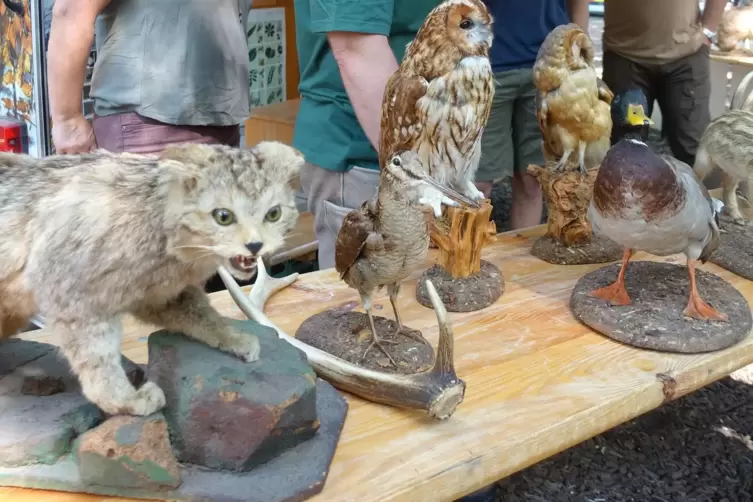 Am Stand des Jagdverbands gibt es lebensechte Tierpr&auml;parate zu bewundern.