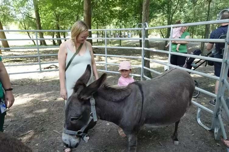 Schon mit vier Jahren striegelt die kleine Mara den gro&szlig;en Esel.