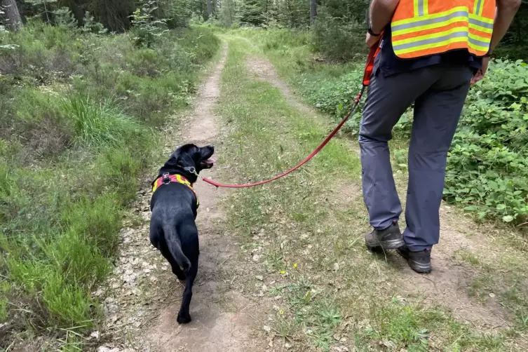 An der Suche waren auch &uuml;ber 30 Hunde der Rettungshundestaffel beteiligt. 