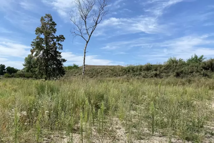 Bei Neustadt: k&uuml;nftige Fl&auml;che der Landesgartenschau.