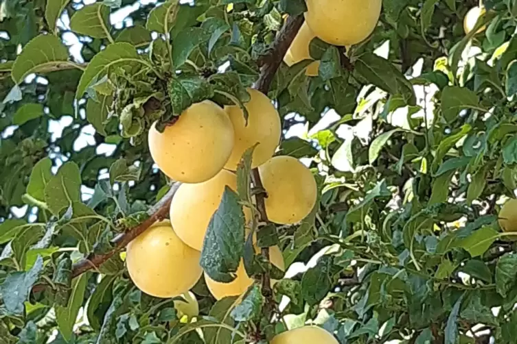 Gelbe Kirsch-Pflaumen k&ouml;nnen bei der Ernte bereits mehlig sein.