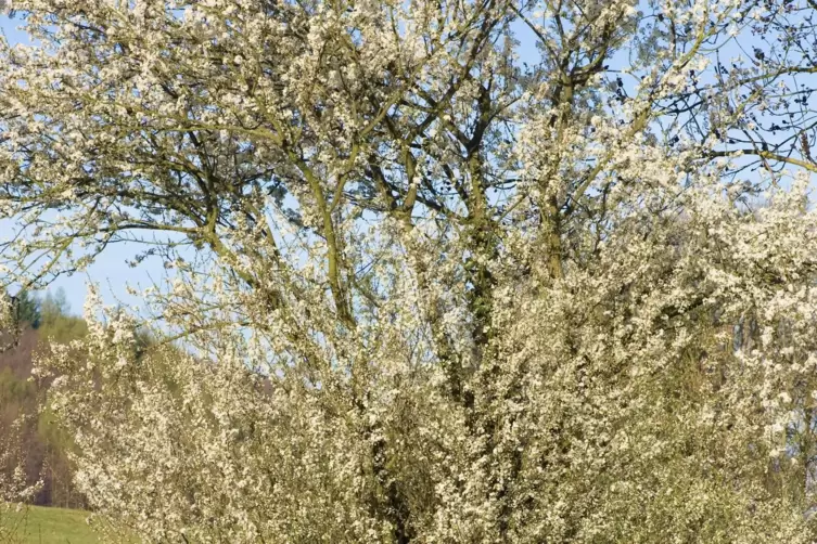 Kirsch-Pflaumen kommen auch wild wachsend vor. 