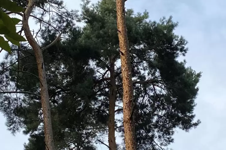 Eine vitale Kiefer, die Hoffnung macht. 