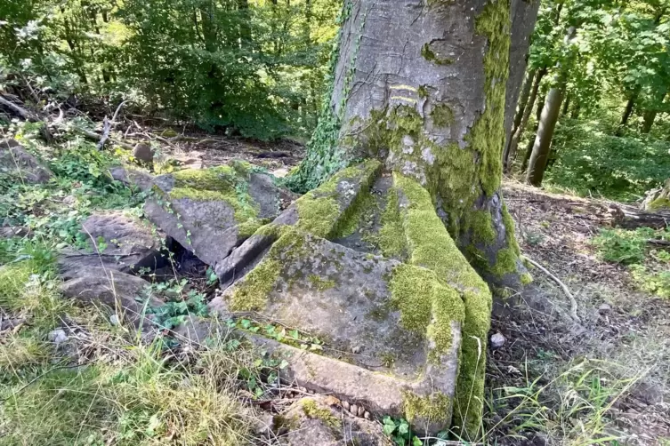 Kurioses Fundst&uuml;ck: unterhalb der westlichen Ringmauer: Fragmente eines Ausgusssteins &ndash; vermutlich aus der Burgk&uuml;che &ndash; wurden vo