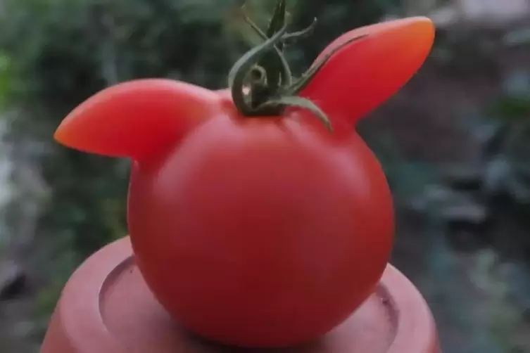 FCK-Tomate