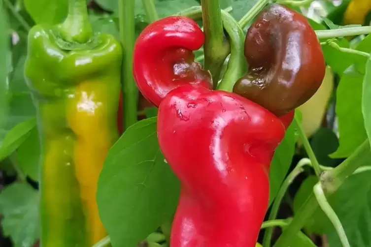 Horn-Paprika