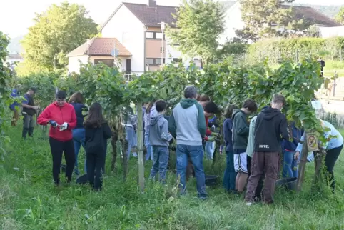 Auch viele Kinder und Jugendliche halfen bei der Lese des Wachenheimer Kirchenweins im Weinberg an der Stadtmauer.