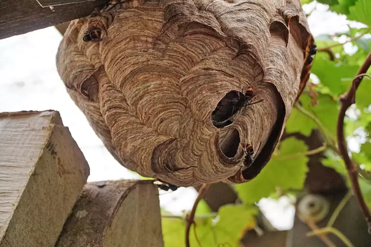Die Hornissen hatten dieses Nest im Carport gebaut.