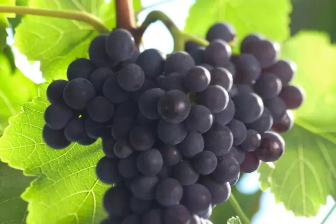 Die Rebsorte macht es den Winzerinnen und Winzern nicht leicht. Einfache, preiswerte Spätburgunder sind in guter Qualität selten Die Rebsorte macht es den Winzerinnen und Winzern nicht leicht. Einfache, preiswerte Spätburgunder sind in guter Qualität selten