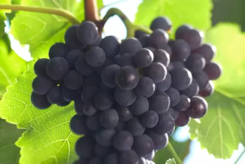 Die Rebsorte macht es den Winzerinnen und Winzern nicht leicht. Einfache, preiswerte Spätburgunder sind in guter Qualität selten