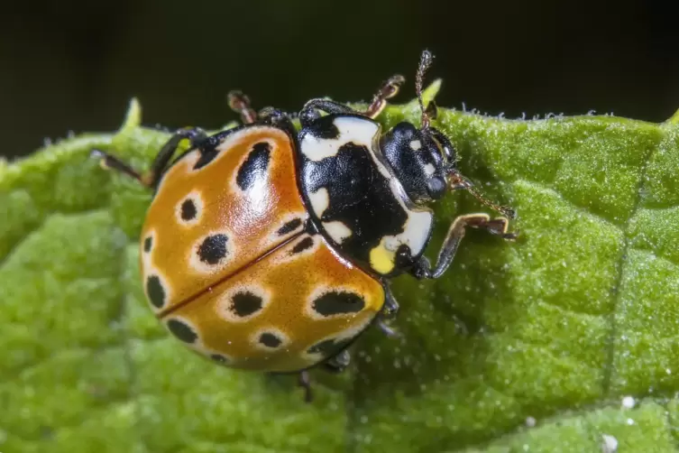 Der Augenmarienk&auml;fer ist die gr&ouml;&szlig;te heimische Marienk&auml;fer-Art. 