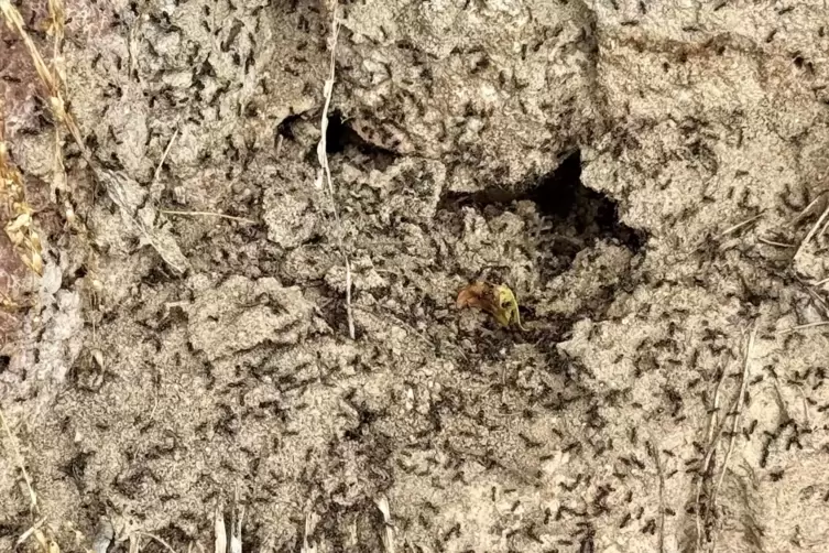 Aus einem Strahl: Ein Godramsteiner Garten ist voller Tapinoma-magnum-Ameisen.