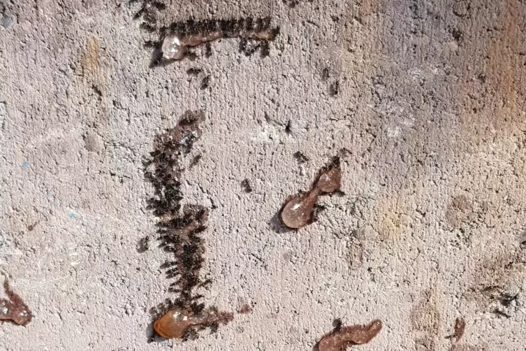 In jeder Ritze: Die Ameisen gehen dem K&ouml;der auf dem Leim. 