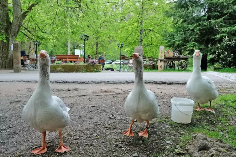 Auch die Gänse auf der Kneispermühle freuen sich schon auf die Erlebnistage.