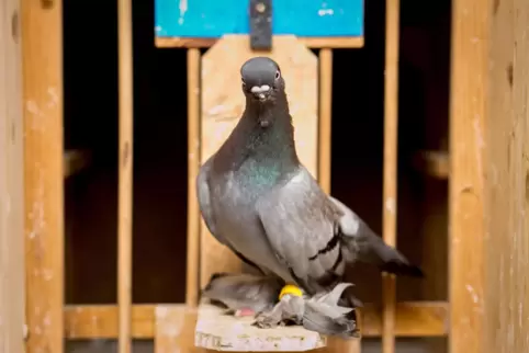 Wegen einer Taube in Not ist die Feuerwehr zum Marktplatz ausgerückt. 