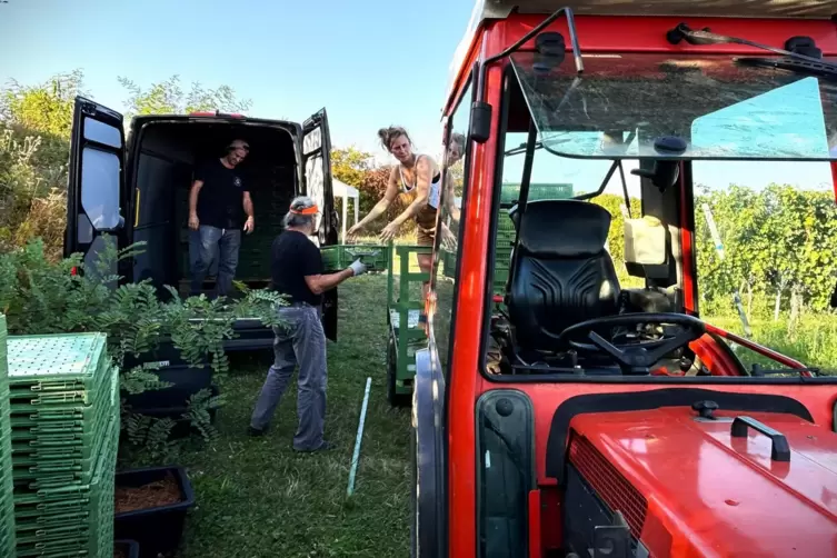Nach der Ernte werden die Pf&auml;lzer Trauben in die Urban Winery nach K&ouml;ln-Ehrenfeld gebracht.