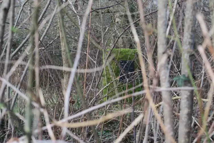 Das Gel&auml;nde des Friedhofs ist heute weitgehend von Gestr&uuml;pp bewachsen.