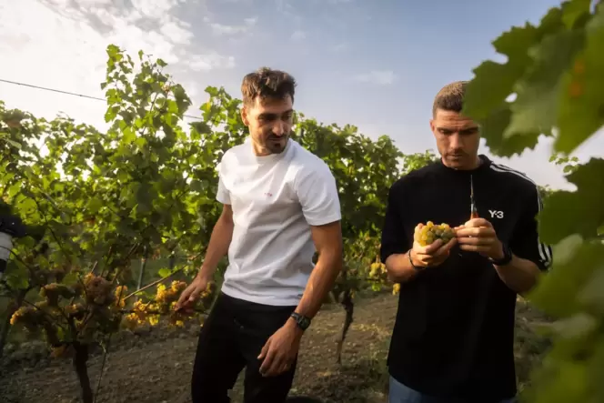 Ein ungewöhnliches Bild: Mats Hummels und Robin Gosens bei der Weinlese im Zellertal. Ein ungewöhnliches Bild: Mats Hummels und Robin Gosens bei der Weinlese im Zellertal.