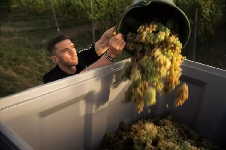 F&uuml;r einen Tag haben die Fu&szlig;ball-Stars bei der Weinlese geholfen. 