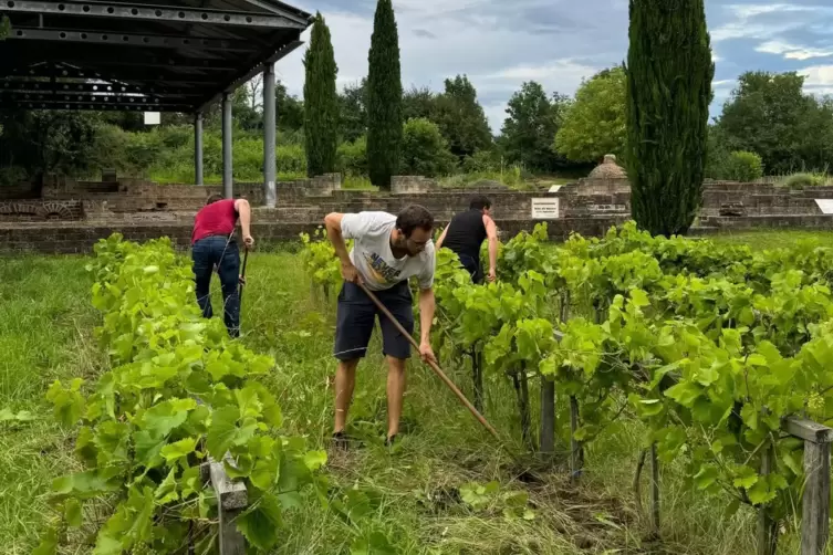 Die Landjugend k&uuml;mmert sich um die Pflege des Weinberges an der Villa Rustica.