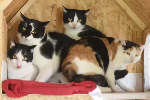 Die Katzen wurden mithilfe von Mitarbeitern des örtlichen Tierheims eingefangen und untergebracht. 