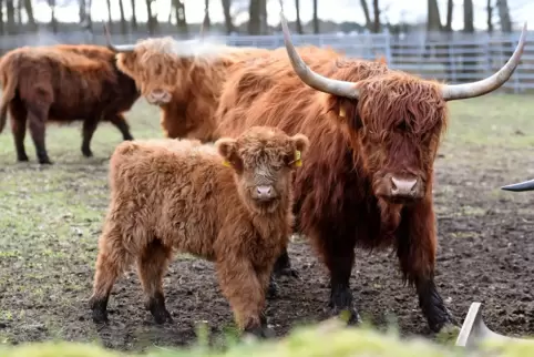 Landschaftspfleger und Fleischlieferanten: schottische Hochlandrinder.