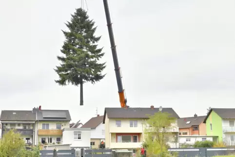 Hoch hinaus: Per Kran wird die drei Tonnen schwere Tanne über das Haus befördert.