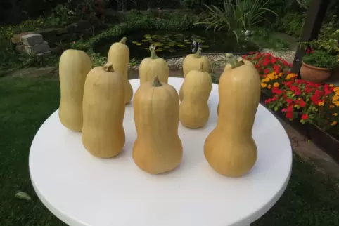 Feuchter Sommer, prächtige Kürbisse: Theo Niesers Butternuts auf dem Gartentisch.