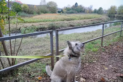 Die Rückhaltefläche am Netto-Markt in Bubenhausen soll zur Hundewiese erklärt werden. Die Rückhaltefläche am Netto-Markt in Bubenhausen soll zur Hundewiese erklärt werden.