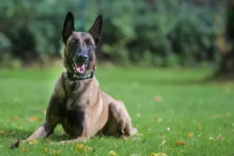 Es handelte sich vermutlich um einen Belgischen Schäferhund. 