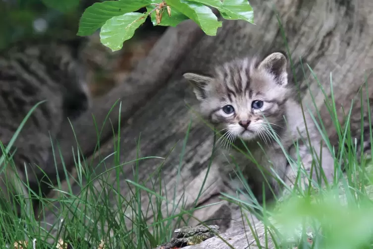 Zur&uuml;ck: ein Junges der Europ&auml;ischen Wildkatze, die sich auch im Kreis wieder angesiedelt hat.