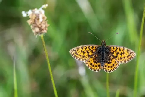 Die erste von zwei Modell-Naturschutzstationen des Landes soll in der Region entstehen. Mitglied in der dazu gegründeten Interes