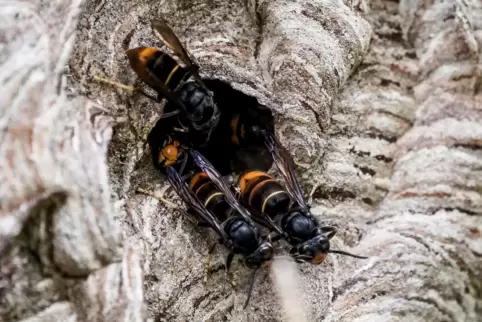 Asiatische Hornissen in ihrem Nest. Auffällig ist besonders ihre Färbung, die deutlich dunkler ausfällt als die ihrer Europäisch