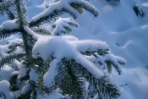 Eine mit Schnee bedeckte Nordmann-Tanne. 