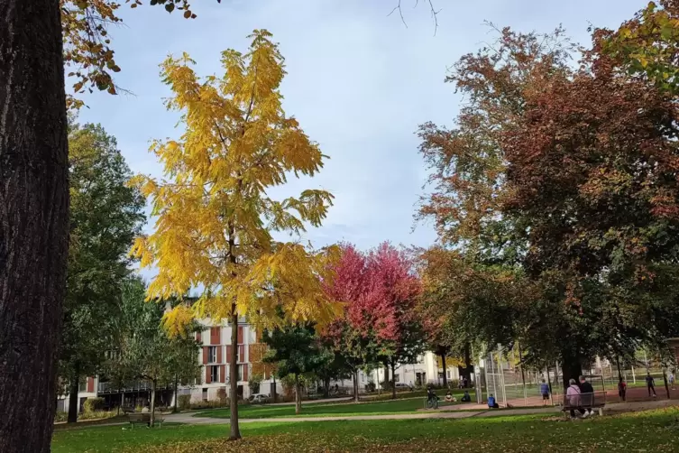 Bunt gef&auml;rbtes Laub geh&ouml;rt zum Herbst einfach dazu.