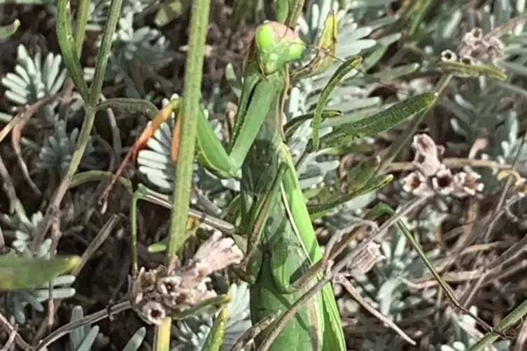 Aufgesp&uuml;rt in einer Lavendel-Rabatte: eine Gottesanbeterin.