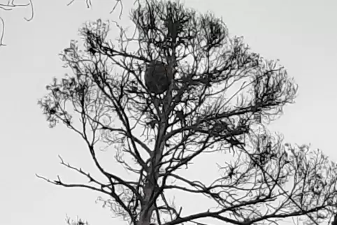 Ein Nest der Asiatischen Hornisse in einer fast abgestorbenen Kiefer in Dudenhofen.