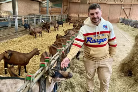 Michael Sturtzer mit einem Teil der 200 Ziegen, die derzeit im Stall der Käserei leben und Milch produzieren.