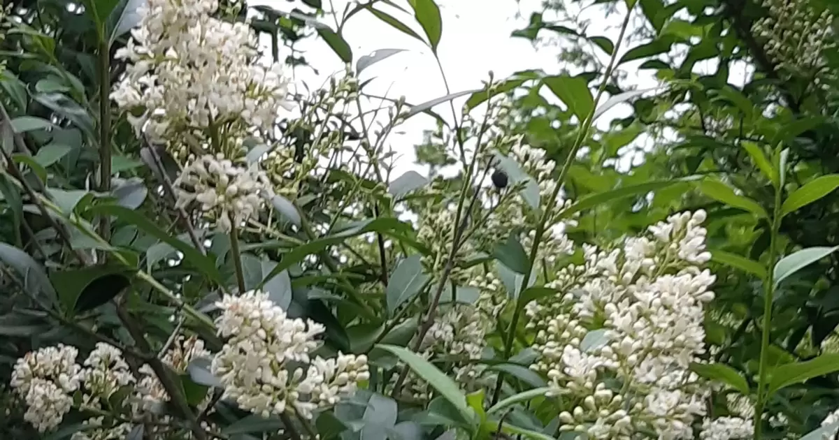 plant curry Dwarf Curry Plant main image 0